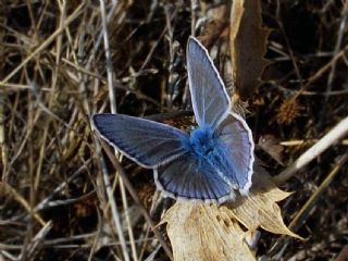 okgzl Mavi (Polyommatus icarus)