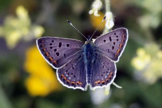 sli Bakr Gzeli (Lycaena tityrus)