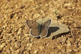 sli Bakr Gzeli (Lycaena tityrus)