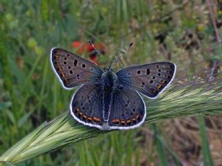 sli Bakr Gzeli (Lycaena tityrus)