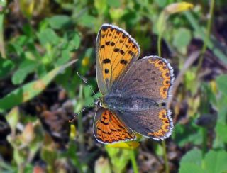 Benekli Bakr Gzeli (Lycaena phlaeas)