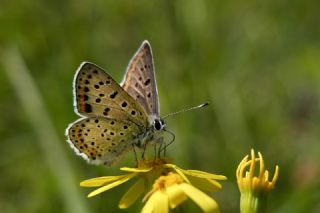 sli Bakr Gzeli (Lycaena tityrus)
