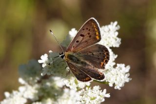 sli Bakr Gzeli (Lycaena tityrus)