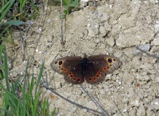 Uygur Gzelesmeri (Proterebia afra)