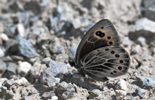 Uygur Gzelesmeri (Proterebia afra)