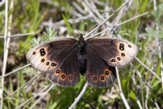 Uygur Gzelesmeri (Proterebia afra)