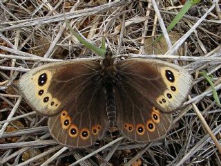 Uygur Gzelesmeri (Proterebia afra)