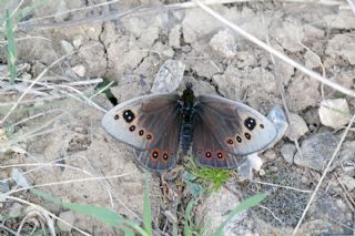Uygur Gzelesmeri (Proterebia afra)