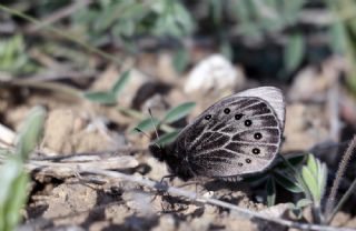 Uygur Gzelesmeri (Proterebia afra)