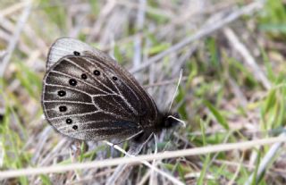 Uygur Gzelesmeri (Proterebia afra)