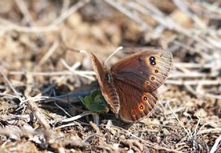 Uygur Gzelesmeri (Proterebia afra)