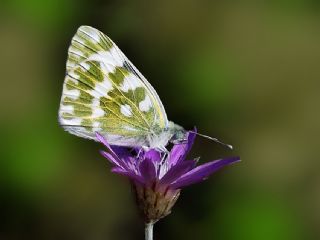 Yeni Beneklimelek (Pontia edusa)