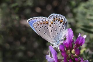 Anadolu Esmergz (Plebejus modicus)