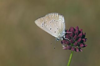 Anormal okgzl (Polyommatus admetus)