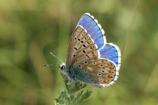okgzl Gk Mavisi (Polyommatus bellargus)