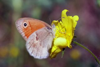 Kk Zpzp Perisi (Coenonympha pamphilus)