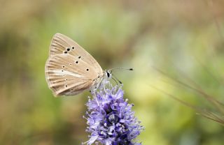 ? Agro Tr (Tanmsz) (Agrodiaetus sp.)