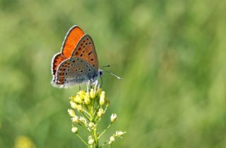 Kk Ate Gzeli (Lycaena thersamon)