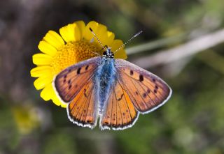 Byk Mor Bakr Gzeli (Lycaena alciphron)