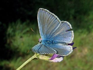 okgzl Mavi (Polyommatus icarus)