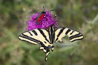 Kaplan Krlangkuyruk (Papilio alexanor)