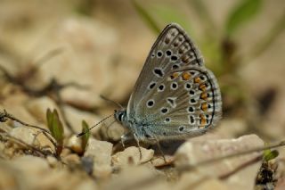 okgzl Yalanc Eros (Polyommatus eroides)