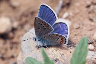Anadolu Esmergz (Plebejus modicus)