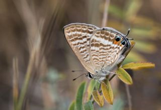 Lampides (Lampides boeticus)