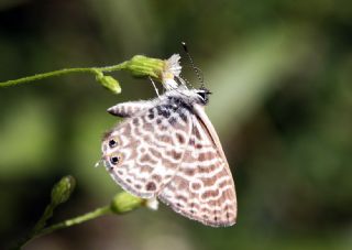 Mavi Zebra (Leptotes pirithous)