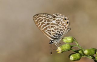 Mavi Zebra (Leptotes pirithous)