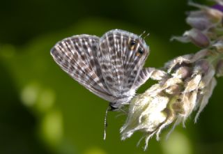Mavi Zebra (Leptotes pirithous)