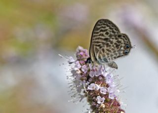 Mavi Zebra (Leptotes pirithous)