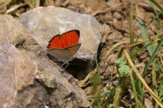 Da Atei (Lycaena thetis)