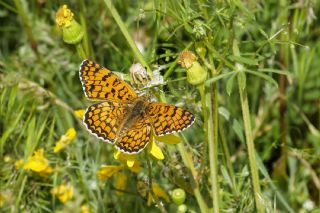 Benekli B�y�k �parhan&nbsp;(Melitaea&nbsp;phoebe)