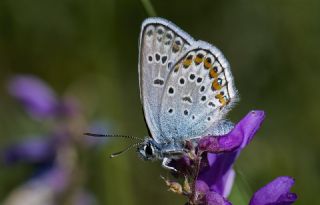 Gm Lekeli Esmergz (Plebejus argus)