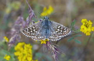 Sar� Bandl� Z�pz�p&nbsp;(Pyrgus&nbsp;sidae)