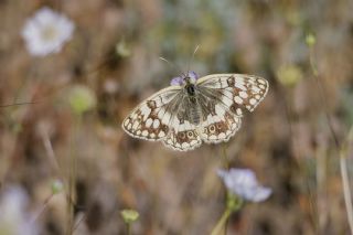 Anadolu Melikesi&nbsp;(Melanargia&nbsp;larissa)