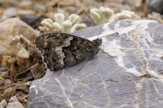 G�ney K�z�lmele�i&nbsp;(Hipparchia&nbsp;senthes)