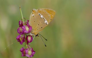 Orman Bakr Gzeli (Lycaena virgaureae)