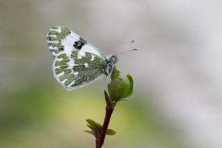 Yeni Beneklimelek (Pontia edusa)