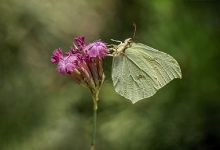 Orakkanat (Gonepteryx rhamni)