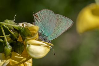Byk Zmrt (Callophrys herculeana)