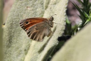 Kk Zpzp Perisi (Coenonympha pamphilus)