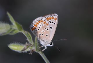 okgzl Esmer (Aricia agestis)