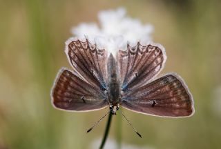 okgzl Dafnis (Polyommatus daphnis)