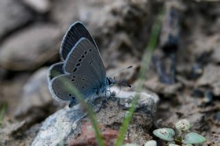 Minik Kupid (Cupido minimus)