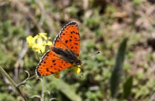 Benekli parhan (Melitaea didyma)