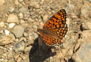 Benekli Byk parhan (Melitaea phoebe)