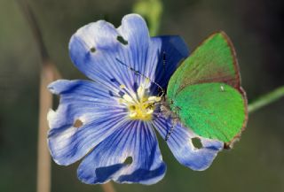 Zmrt (Callophrys rubi)