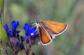 Sar Antenli Zpzp (Thymelicus sylvestris)